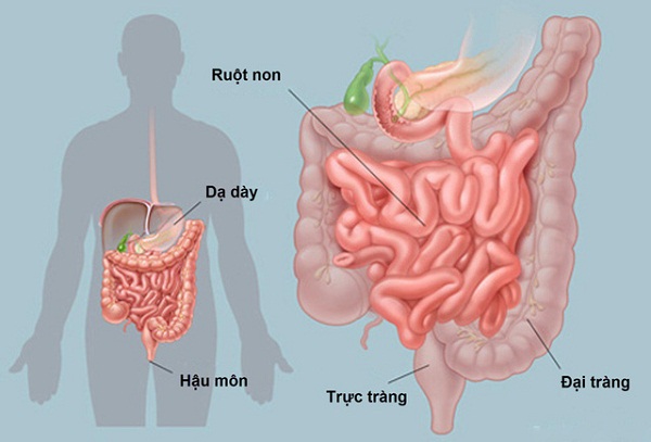 Nguyên nhân hình thành chứng rối loạn tiêu hoá